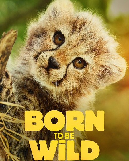 حصريًا مشاهدة وتحميل مسلسل Born to be Wild الموسم الاول الحلقة 5 مترجمة
